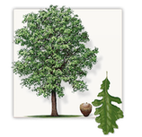 Burr Oak Tree Icon Image