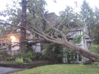Storm tree damage in Evansville