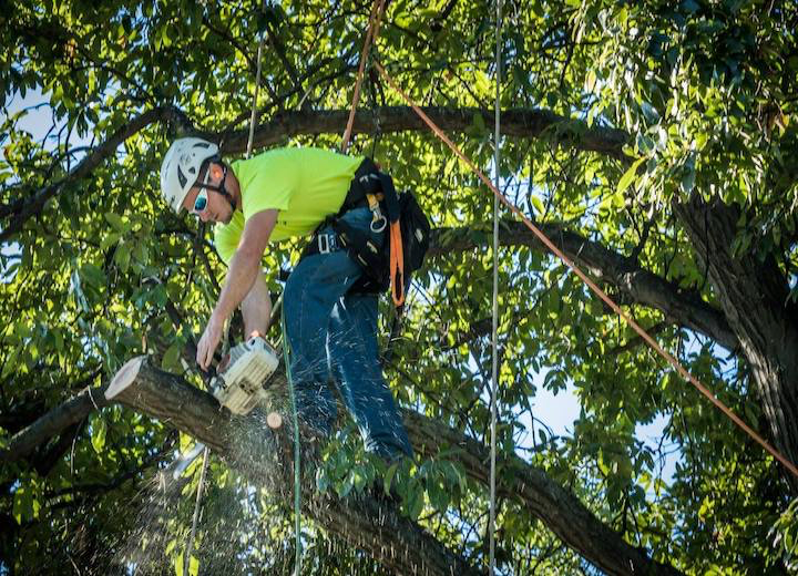 Tree Care Work, Evansville IN