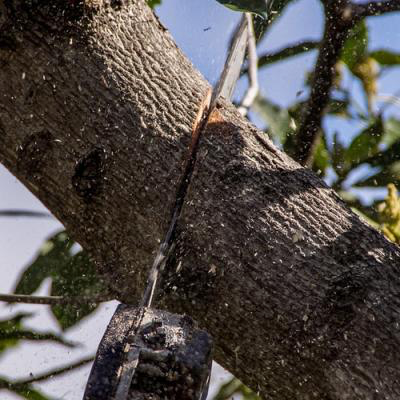 Tree Removal Evansville